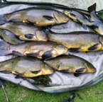 Part of 50lb Tench Catch by Steve Pritchard at Findern