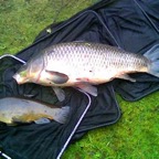 Findern Pond - 14th April 2011 (Double figure carp and tench)
