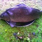 Findern Pond - 26th March 2011 (largeish common)
