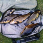 Findern Pond - 11th May 2011 (5 tench up to 5lb 12oz)