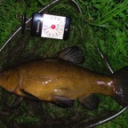 7lb tench caught by Dave Cross at Glazebrooks