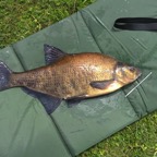 bream from Black Pool caught by Chris Leeder
